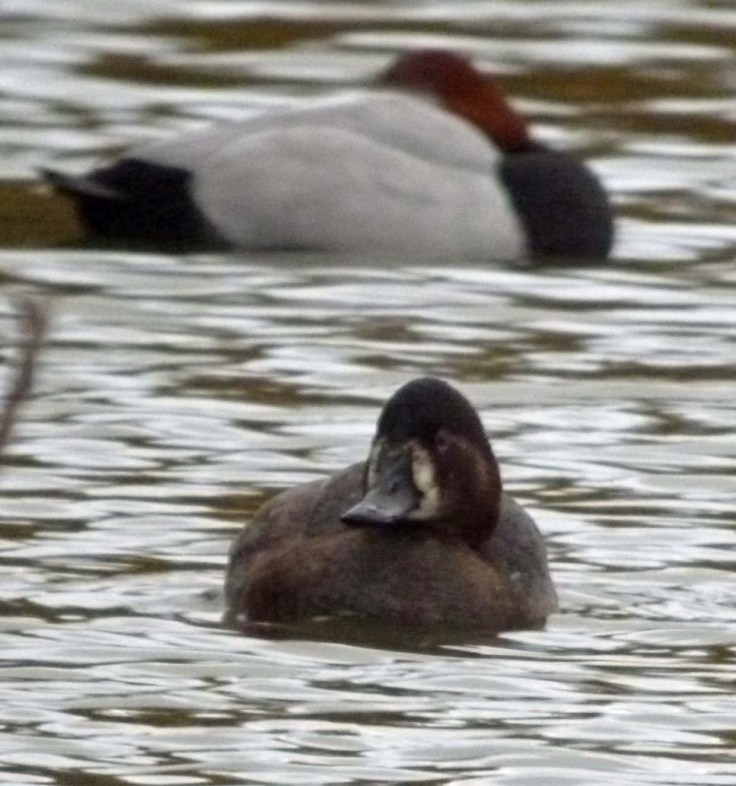Pochard type