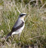 Wheatear, 30 March 2013 MJMcGill