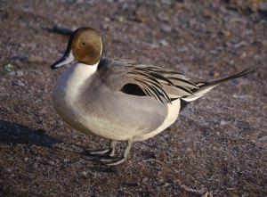 Pintail drake, MJMcGill 14 March 2013