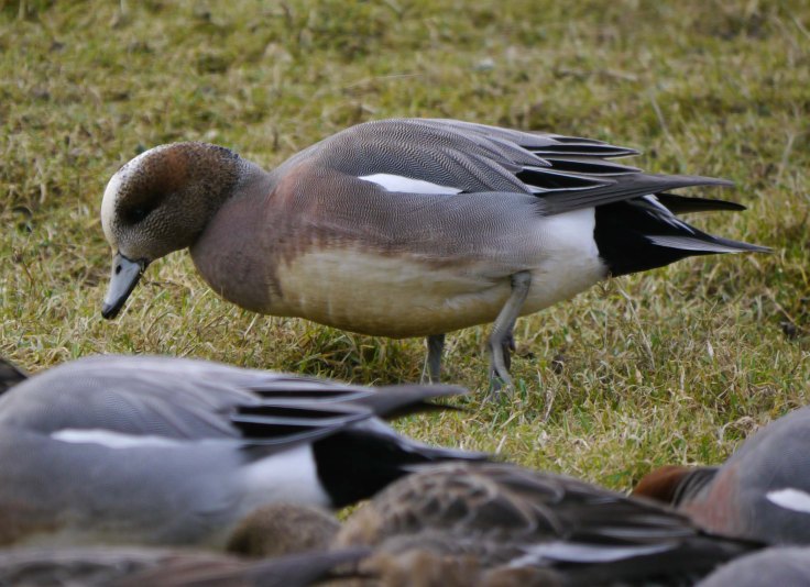 American x Eurasian Wigeon hybrid male, WWT Slimbridge, MJMcGill