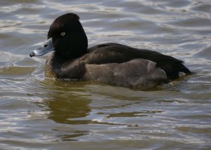 Tufted Duck x Pochard or Ferruginous Duck hybrid male, 11 March 13, MJMcGill