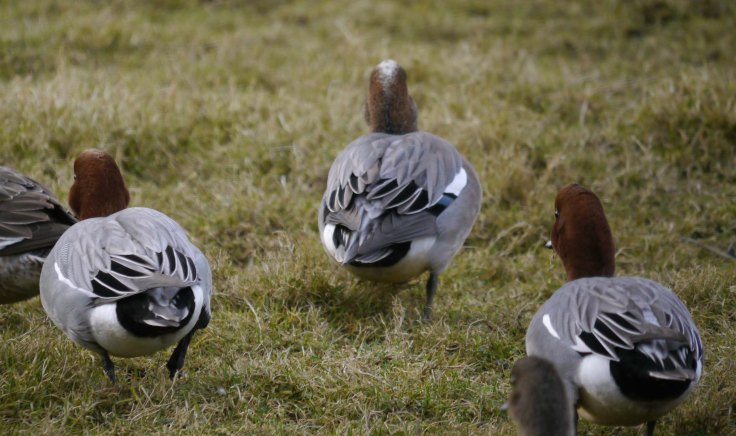 American x Eurasian Wigeon hybrid male, 002 WWT Slimbridge, MJMcGill