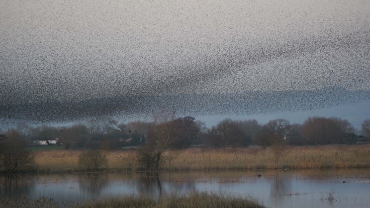 Starlings over Ham Wall RSPB, MJMcGill