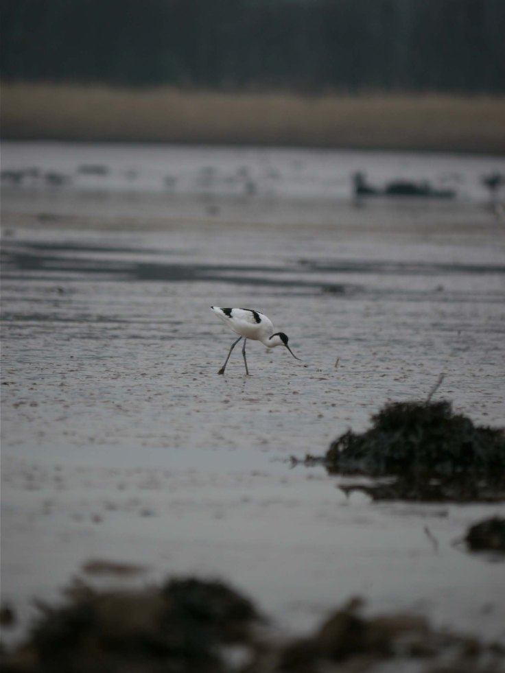 Avocet on the Exe, MJMcGill