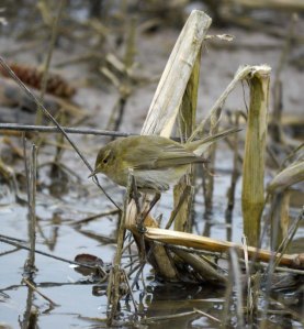Chiffchaff, Goose House Ground, struggling in cold, MJMcGill