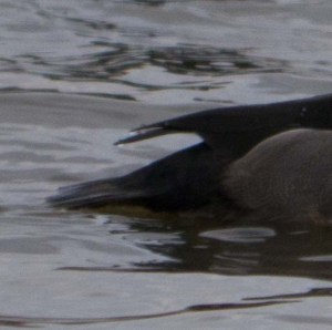 Hybrid aythya, 12 March 2013 Big Pen Slimbridge, close up of undertail, MJMcGill