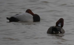 Hybrid aythya, Tack Piece, 21 March 2013, MJMcGill, 002