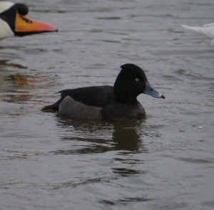 Hybrid aythya 12 March 2013 WWT MJMcGill 001