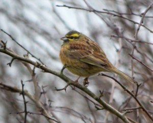Cirl Bunting, male MJMcGill
