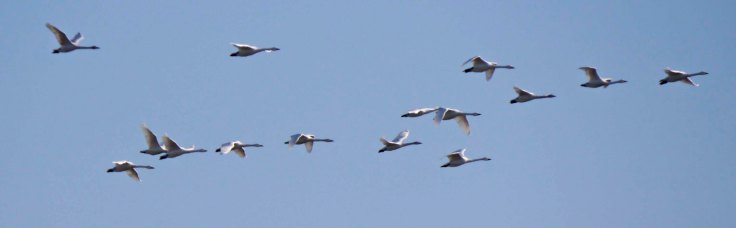 Bewick's Swans migrating at WWT Slimbridge, MJMcGill
