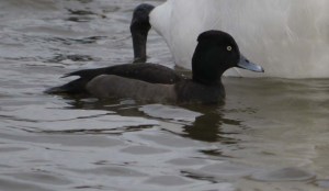 Hybrid aythya 12 March 2013 MJMcGill WWT Slimbridge 004