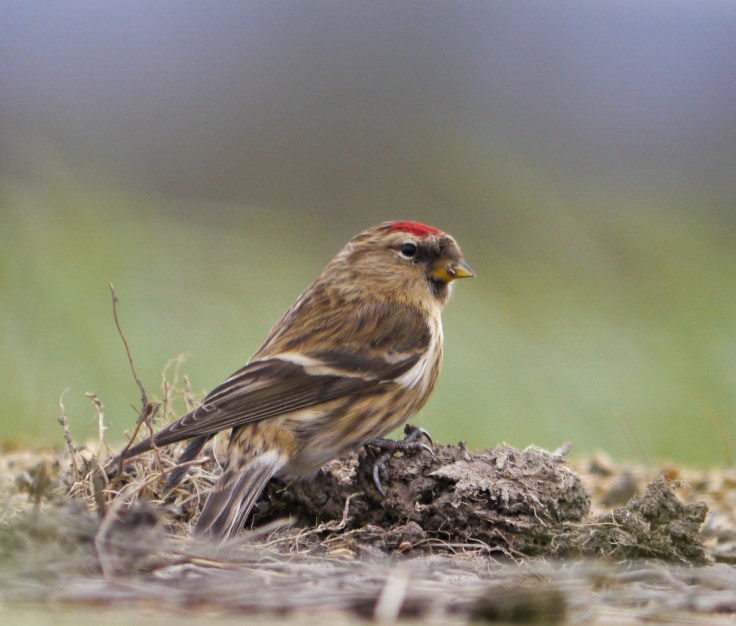 Lesser Redpoll, 15 March 2013, MJMcGill