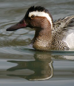 Garganey male, head study, Cannop Ponds, MJMcGill