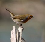 Robin, FOD, 001, MJMcGill