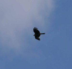 Red Kite, Cotswolds 27 May 13 (4)_edited-1
