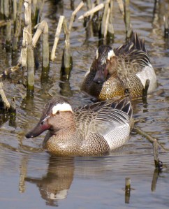 Garganey males 001, FOD, 3 April 13, MJMcGill