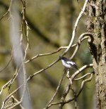 Pied Fly, Nagshead 01