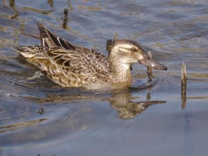 Garganey female, Cannop Ponds, 3 April 2013, MJMcGill