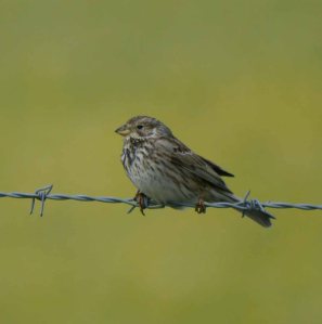 Corn Bunting, Windrush Airfield, MJMcGill, 27 May 13 (8)_edited-1