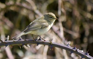 Chiffchaff, 2 April 2013, 003 MJMcGill