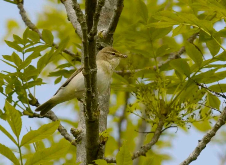 Willow Warbler, Breakheart Quarry, Dursley, MJMcGill (5) copy