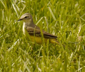 Yellow Wagtail, grey headed female, Leighterton, 17 May 13 MJMcGill