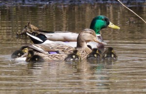 Mallard family, MJMcGill