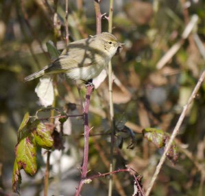 Chiffchaff, 2 April 2012, MJMcGill