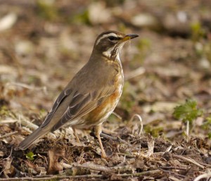 Redwing, Spinney, 7 April 13, MJMcGill