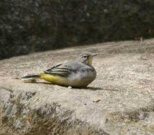 Grey Wagtail, juvenile, Cannop Ponds, MJMcGill