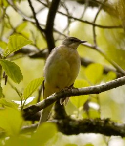 Grey Wagtail, female, Cannop Ponds, fledging family (3)