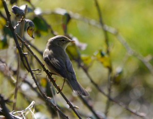 Chiffchaff, 2 April 2013, 002, MJMcGill