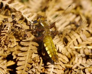 Broad bodied Chaser, Brierley, MJMcGill (3)_edited-1