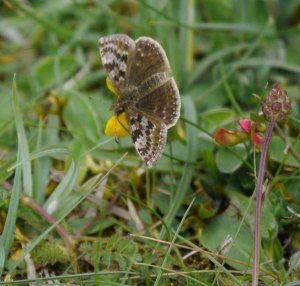 Dingy Skipper, Breakheart Quarry, Dursley, MJMcGill copy