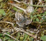 Grizzled Skipper, Breakheart Quarry, Dursley, MJMcGill (3) copy