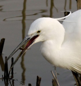 Little Egret with fish, Tack Piece, MJMcGill