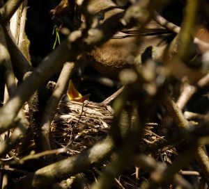 Blackbird nest, garden