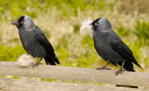 Jackdaws with nest material, MJMcGill