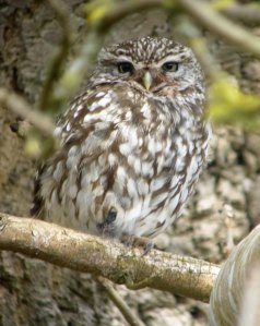 Little Owl, Frampton on Severn, MJMcGill
