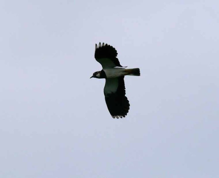 Lapwing, Saul, 10 May 13