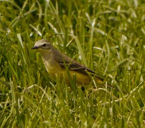 Yellow Wagtail, grey headed female, Leighterton, 17 May 13, MJMcGill
