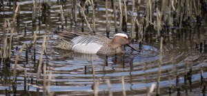 Garganey male, 003, Cannop Ponds, FOD, 3 April 13, MJMcGill