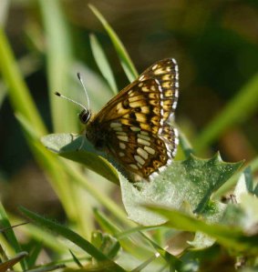 Duke of Burgundy, Rudge Hill, 26 May 13, MJMcGill copy