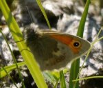 Small Heath, Rudge Hill, MJMcGill copy