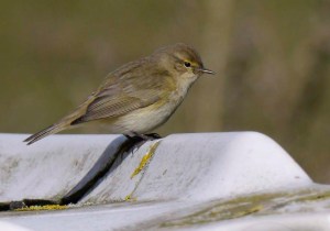 Chiffchaff, 2 April 2013, 001 MJMcGill