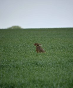 Brown Hare, Windrush Airfield, MJMcGill (3)_edited-1