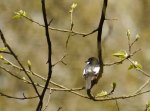 Pied Fly 02