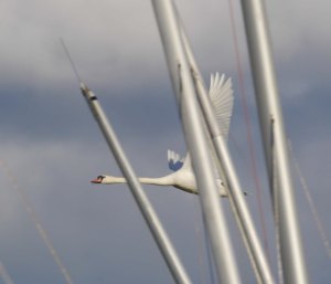 Mute Swan and masts, Frampton