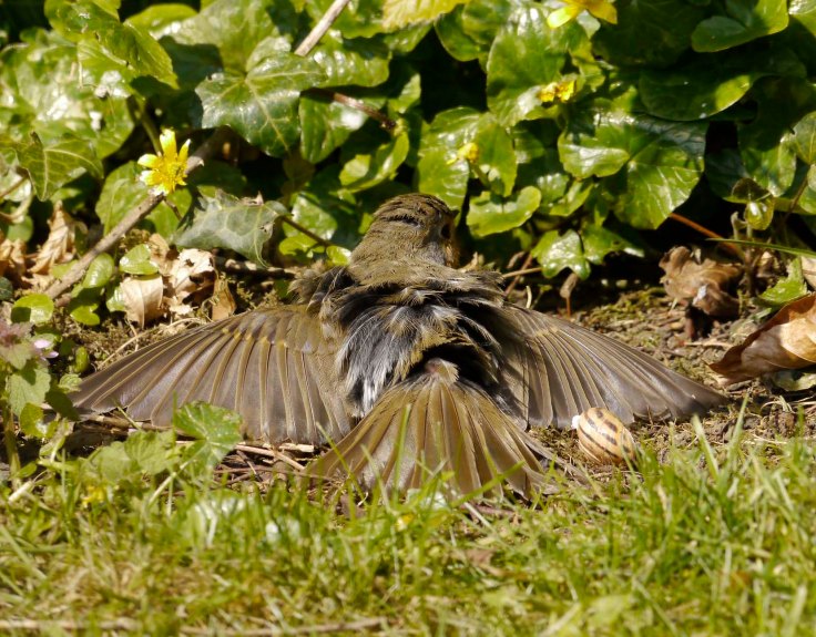 Robin sunning itself, Whitminster garden, 2 May 13, MJMcGill