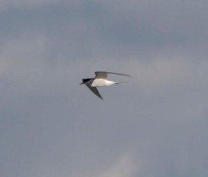 Arctic Tern, Frampton, 29 April 13, MJMcGill